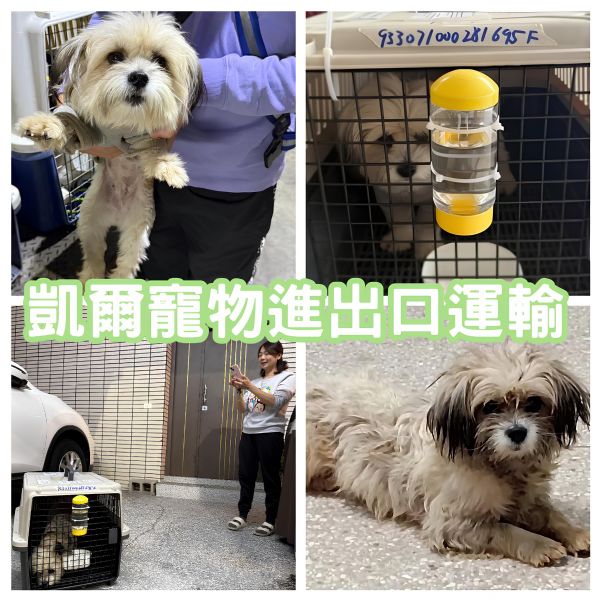 2025/01/02『中國飛台灣』混種狗狗陪主人中國飛台灣囉~~~